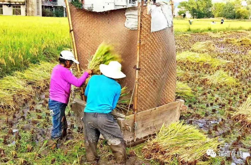 支罗富硒大米(富硒大米能补硒吗)-硒宝网