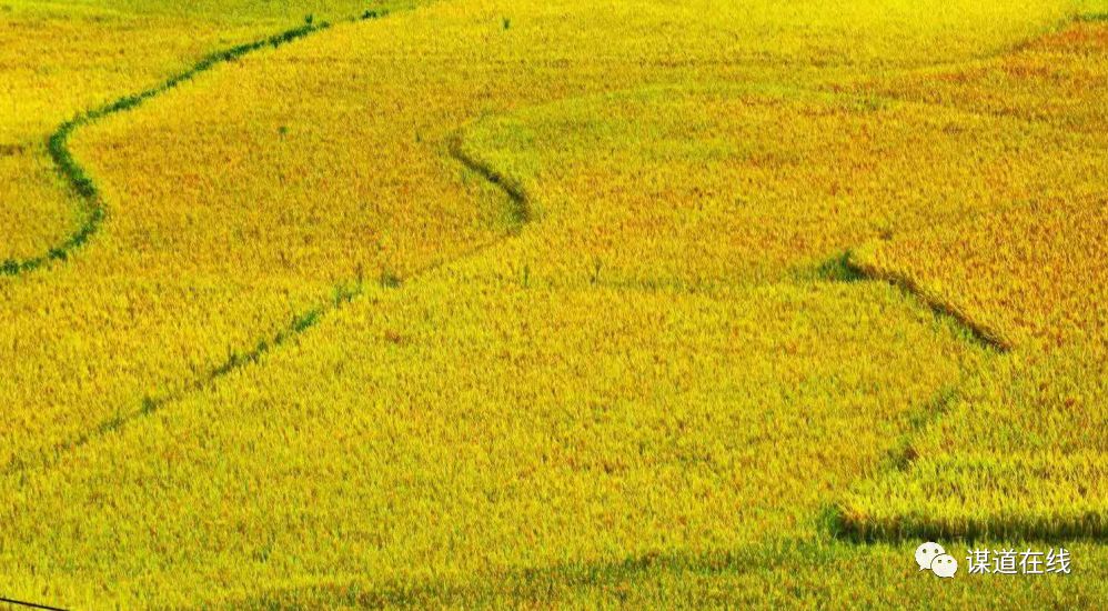 支罗富硒大米(富硒大米能补硒吗)-硒宝网