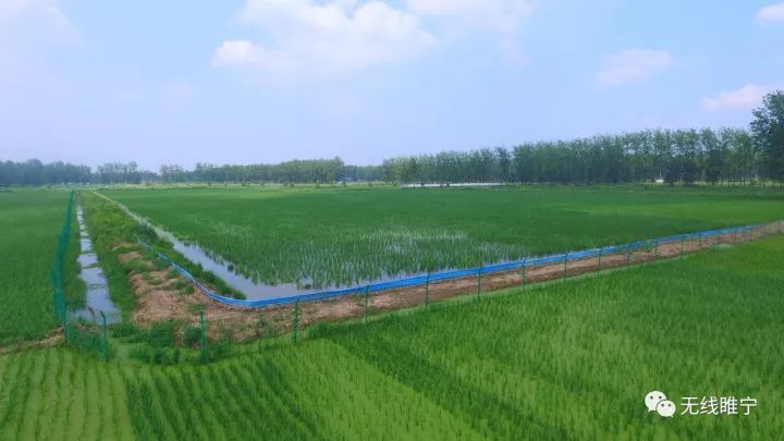 岠山富硒大米(富硒大米好吃吗)-硒宝网