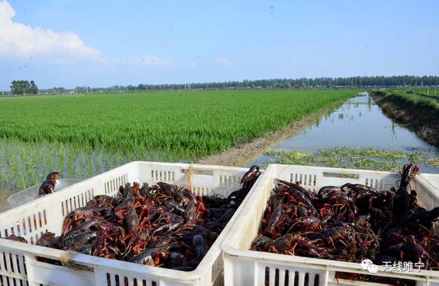 岠山富硒大米(富硒大米好吃吗)-硒宝网