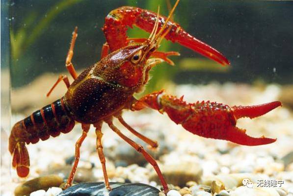 岠山富硒大米(富硒大米好吃吗)-硒宝网