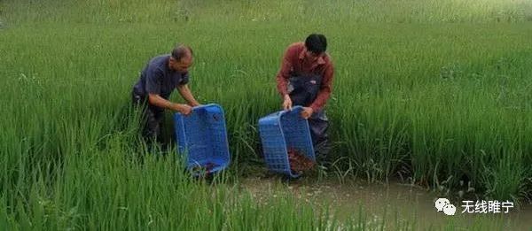 岠山富硒大米(富硒大米好吃吗)-硒宝网