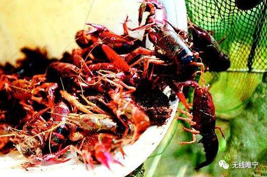 岠山富硒大米(富硒大米好吃吗)-硒宝网