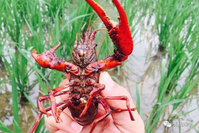 岠山富硒大米(富硒大米好吃吗)-硒宝网