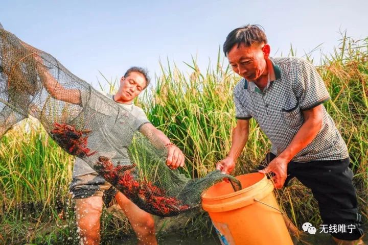 岠山富硒大米(富硒大米好吃吗)-硒宝网
