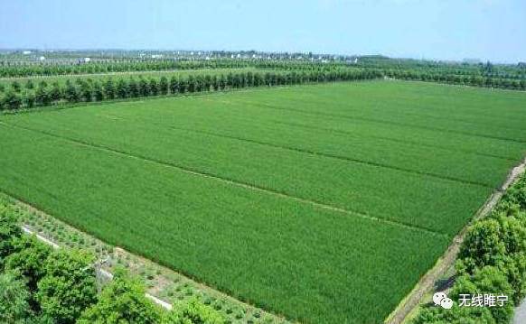 岠山富硒大米(富硒大米好吃吗)-硒宝网