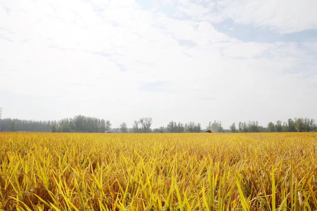岠山富硒大米(富硒大米好吃吗)-硒宝网