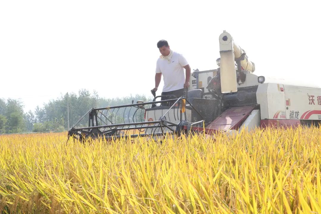 岠山富硒大米(富硒大米好吃吗)-硒宝网