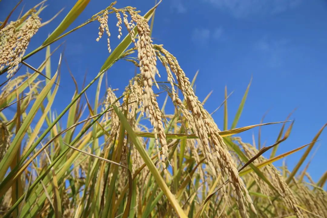 岠山富硒大米(富硒大米好吃吗)-硒宝网