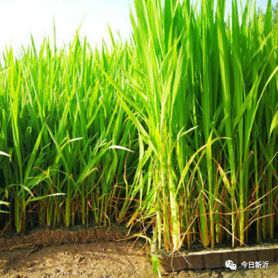 岠山富硒大米(富硒大米好吃吗)-硒宝网