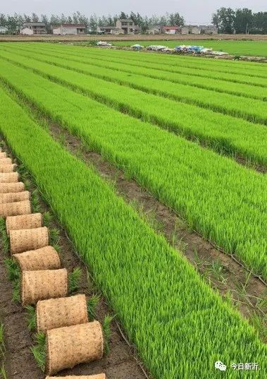 岠山富硒大米(富硒大米好吃吗)-硒宝网