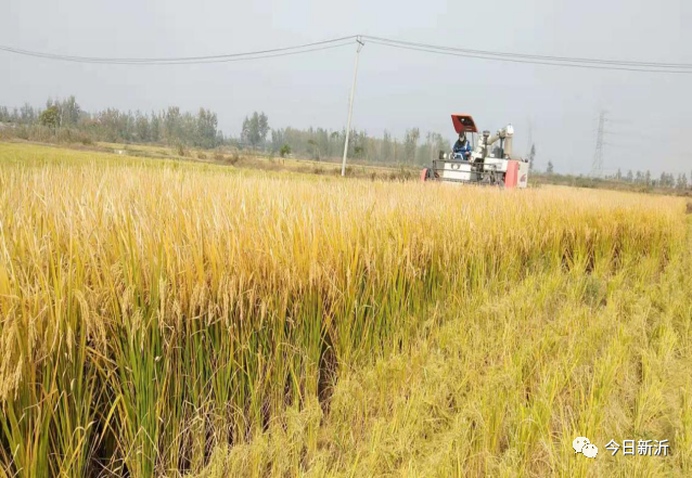 岠山富硒大米(富硒大米好吃吗)-硒宝网
