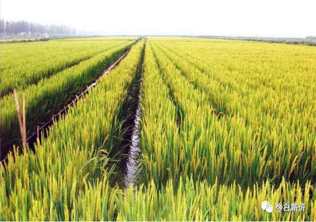 岠山富硒大米(富硒大米好吃吗)-硒宝网