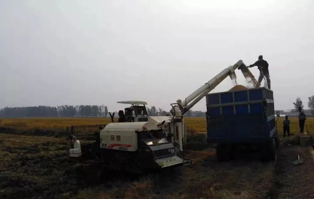 岠山富硒大米(富硒大米好吃吗)-硒宝网