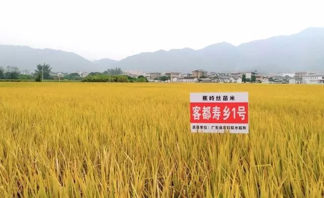 虔农富硒大米(富硒大米口感如何)-硒宝网