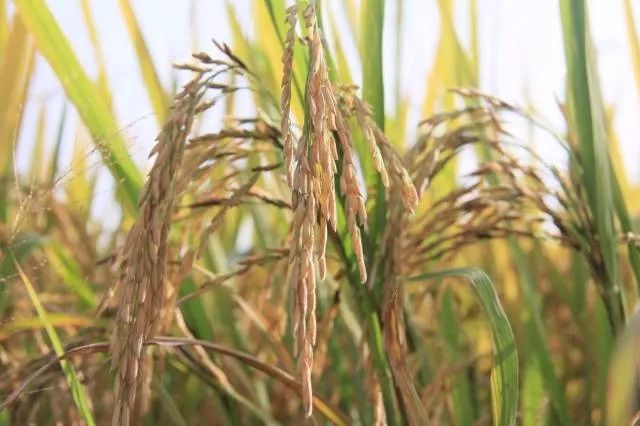 虔农富硒大米(富硒大米口感如何)-硒宝网