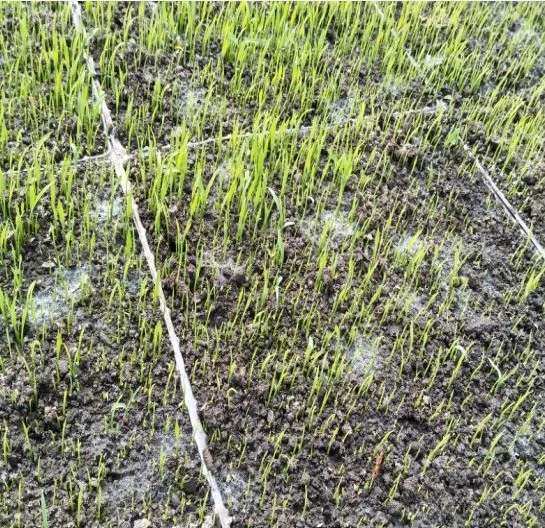 富硒碱地大米(大米富硒含量标准)-硒宝网