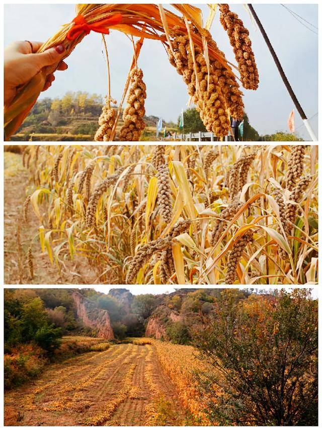 富硒大米哪产（富硒的大米）-硒宝网