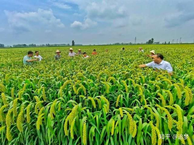 富硒大米哪产（富硒的大米）-硒宝网