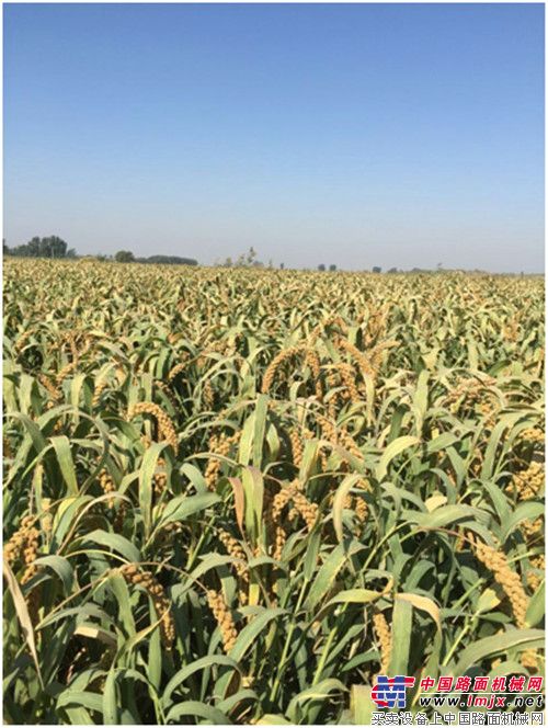 富硒大米哪产（富硒的大米）-硒宝网