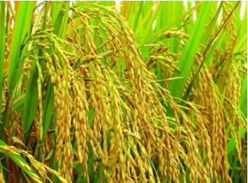 乔楚富硒大米（富硒大米传销）-硒宝网