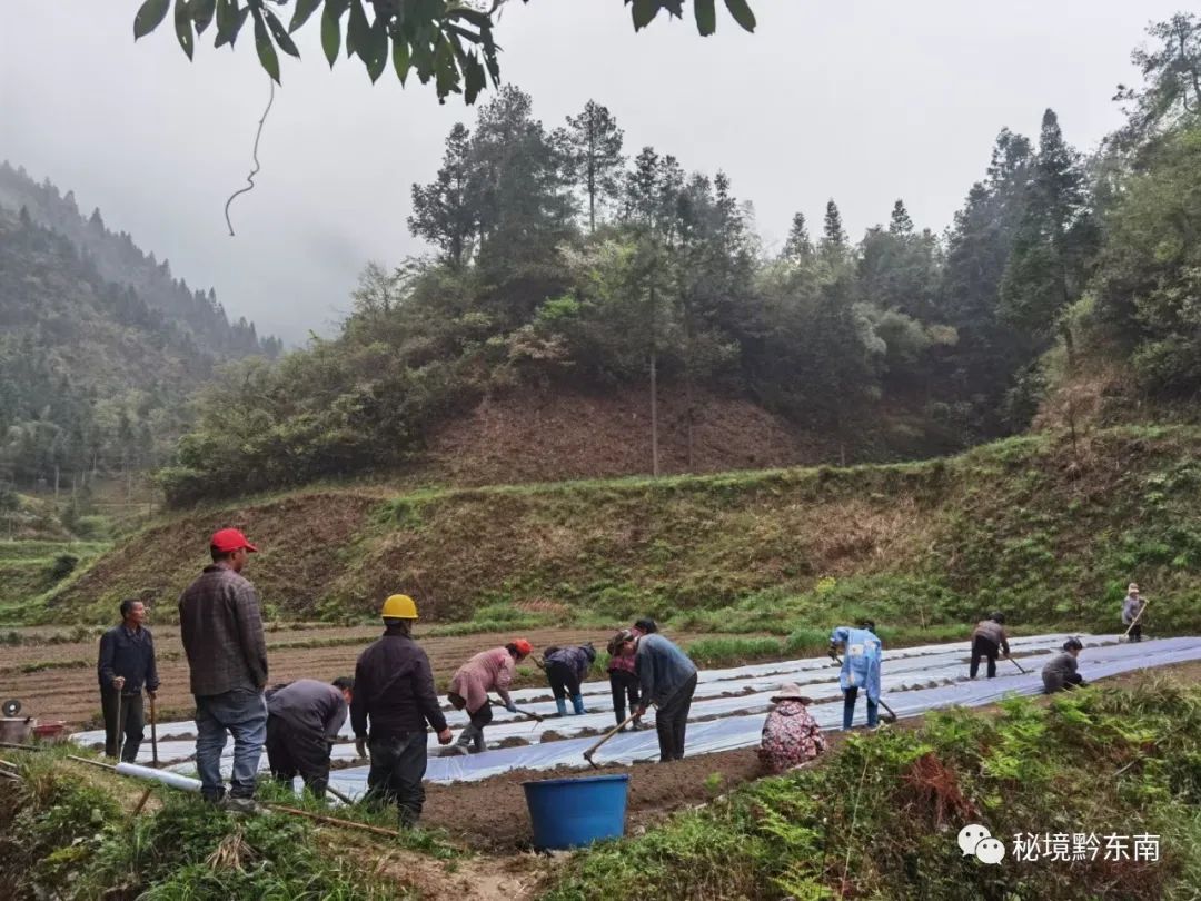 方县富硒大米（富硒优质大米）-硒宝网