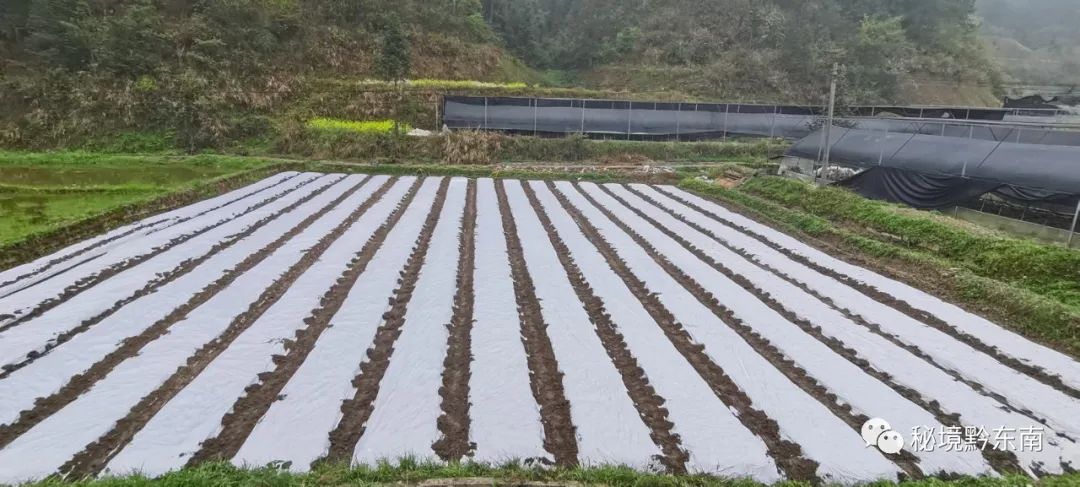 方县富硒大米（富硒优质大米）-硒宝网