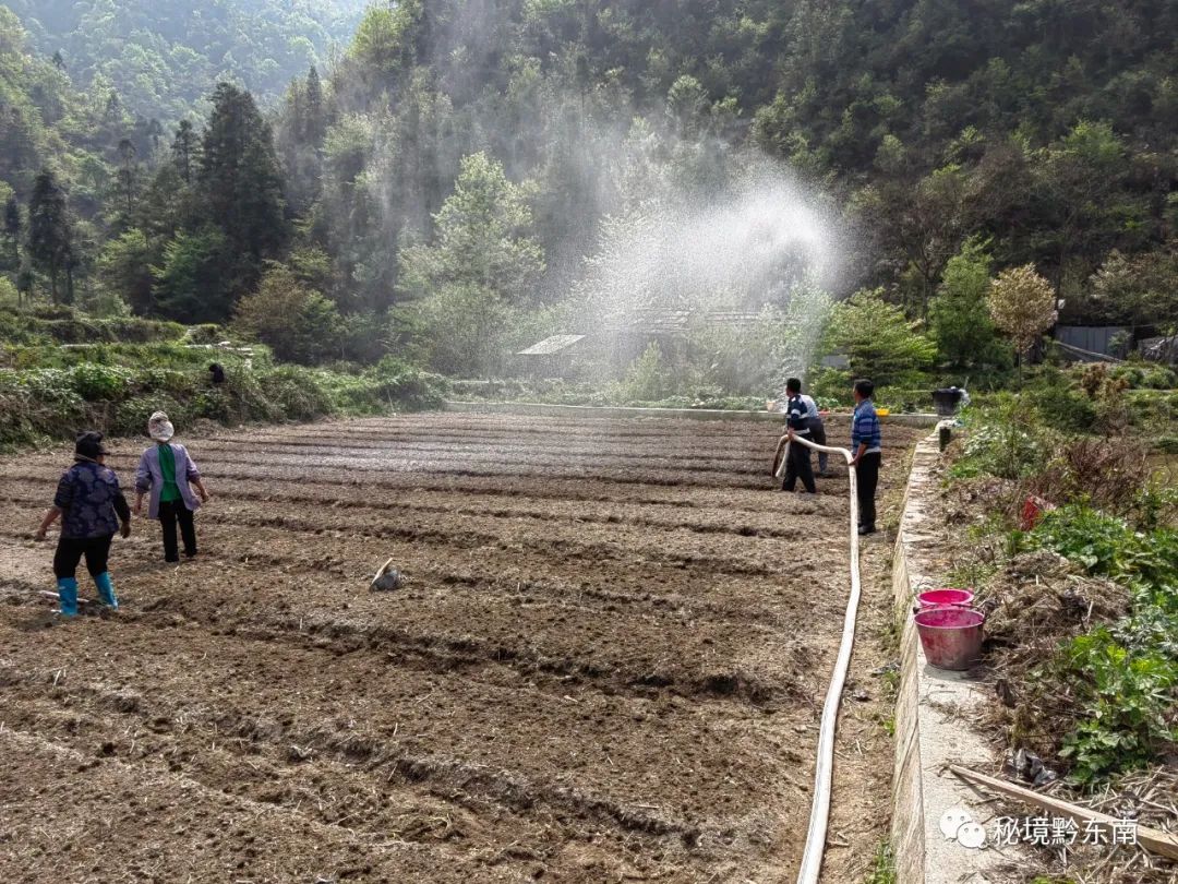 方县富硒大米（富硒优质大米）-硒宝网