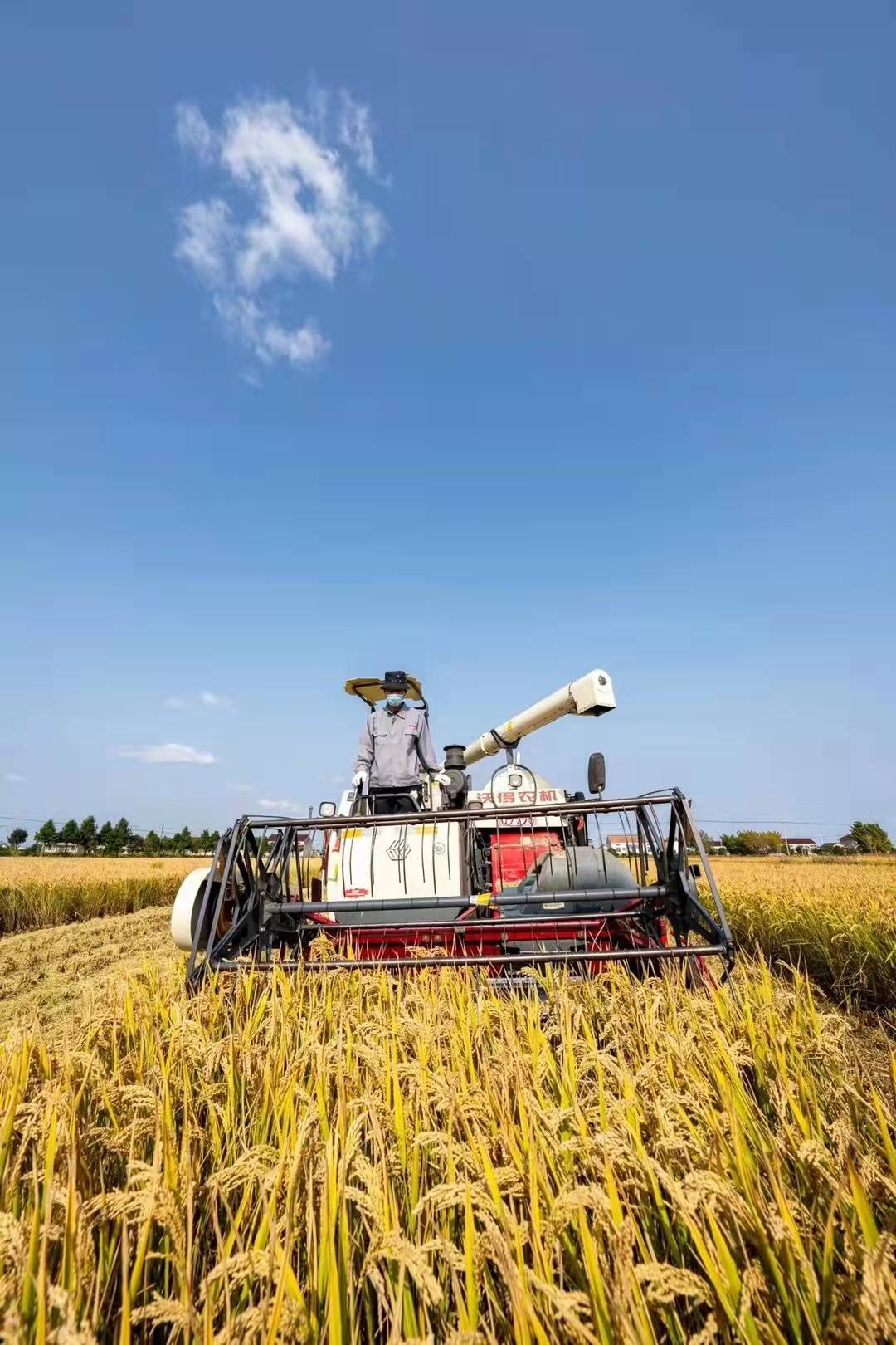 乔楚富硒大米（富硒大米好在哪）-硒宝网