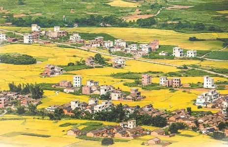 蛙雨富硒大米（金蛙富硒大米5kg价格）-硒宝网