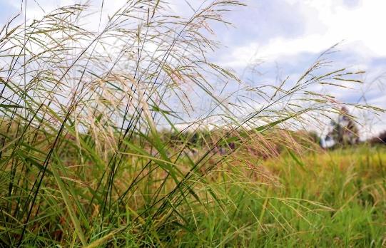 蛙雨富硒大米（金蛙富硒大米5kg价格）-硒宝网