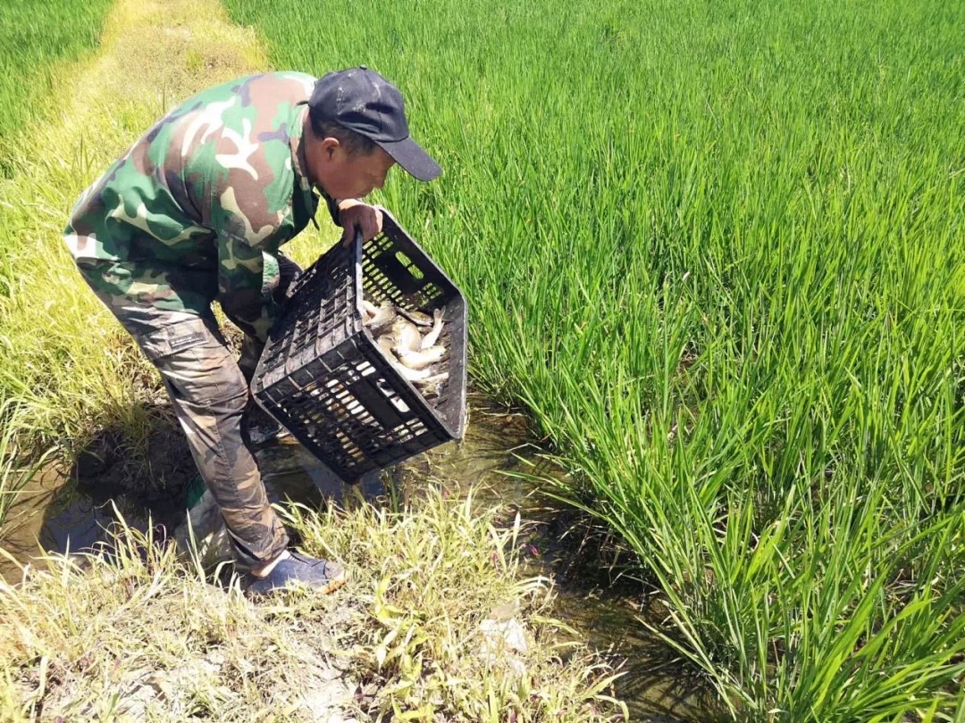 稻花富硒大米(大米稻花富硒含量)-硒宝网