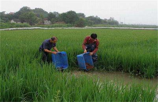 稻花富硒大米(大米稻花富硒含量)-硒宝网