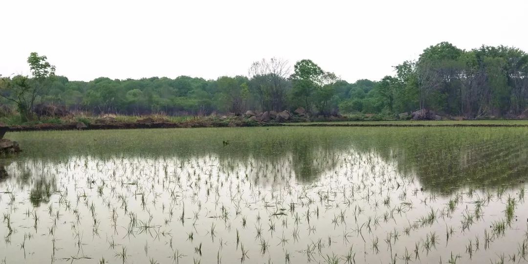 冉姐富硒大米(大米姐富硒米多少钱一斤)-硒宝网