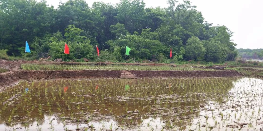 冉姐富硒大米(大米姐富硒米多少钱一斤)-硒宝网