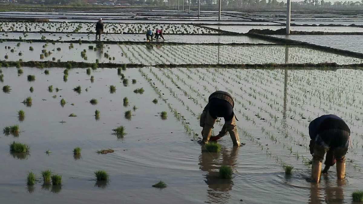 钱缘富硒大米（富硒大米与普通大米区别）-硒宝网