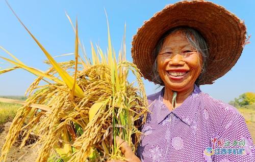钱缘富硒大米（富硒大米与普通大米区别）-硒宝网