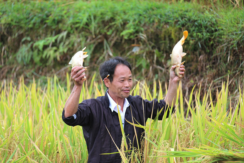 稻花富硒大米（大米稻花富硒含量多少）-硒宝网