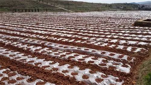 信都富硒大米（富硒大米能补硒吗）-硒宝网