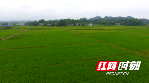 涛羽富硒大米（涛羽富硒大米）-硒宝网