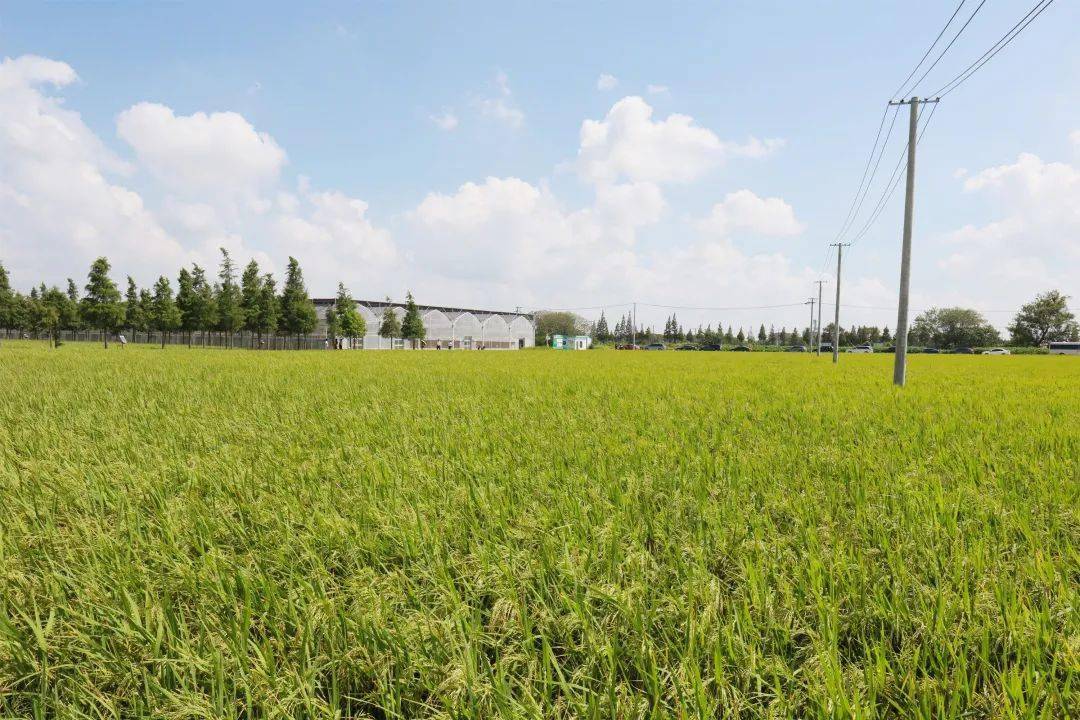 富硒大米悠享（富硒优米价格）-硒宝网