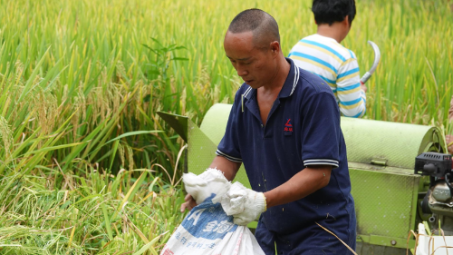 元态富硒大米(富硒大米口感如何)-硒宝网