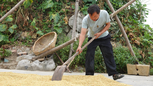 元态富硒大米(富硒大米口感如何)-硒宝网