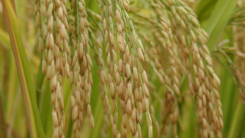 元态富硒大米(富硒大米口感如何)-硒宝网