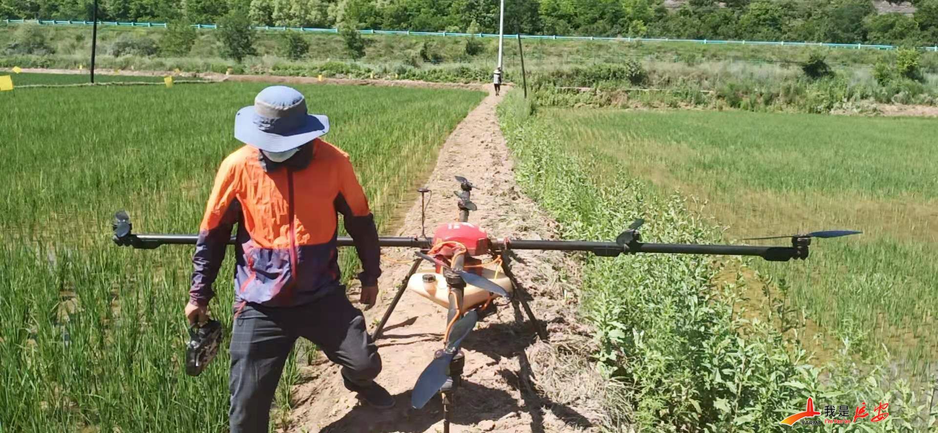 大湾富硒大米（富硒大米好在哪）-硒宝网