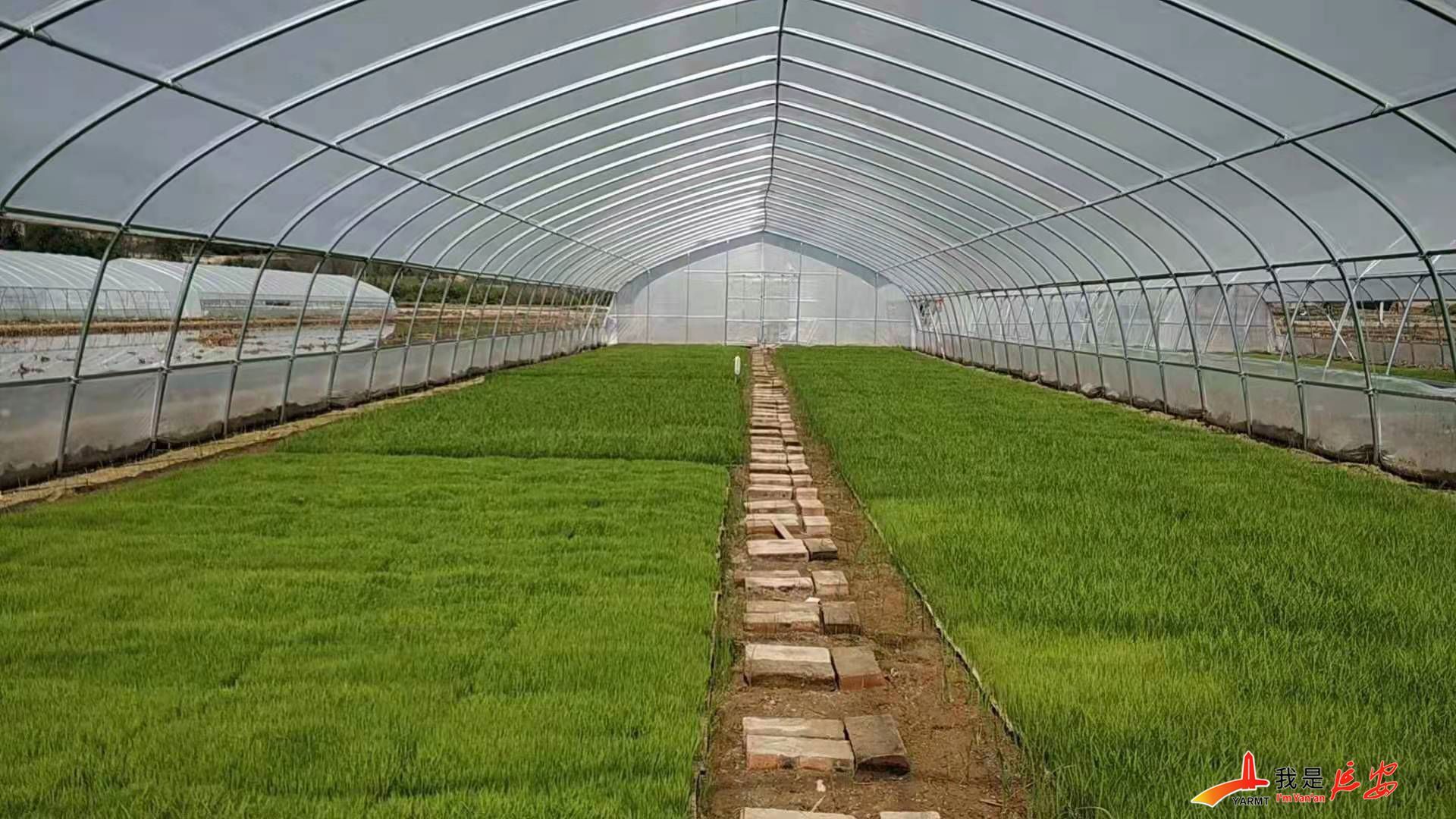 大湾富硒大米（富硒大米好在哪）-硒宝网