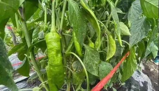 富硒大米色黄(富硒米发黄)-硒宝网