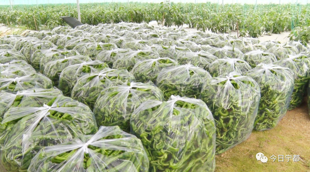 富硒大米色黄(富硒米发黄)-硒宝网