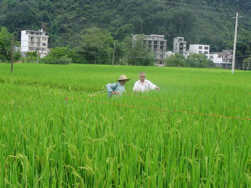 富硒大米推文（富硒大米宣传语）-硒宝网