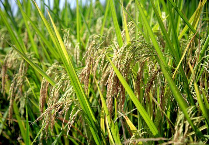 松莹富硒大米（富硒大米成分表）-硒宝网